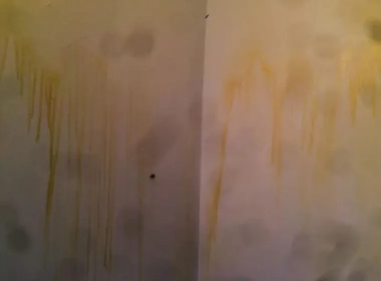 Ove fotografije izazivaju gađenje: Evo kako izgledaju stanovi nakon &scaron;to pu&scaron;ači isele iz njih