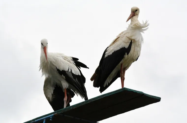 Fotografije koje će vam popraviti dan: Ovako je izgledalo kad se Klepetan vratio svojoj Malenoj
