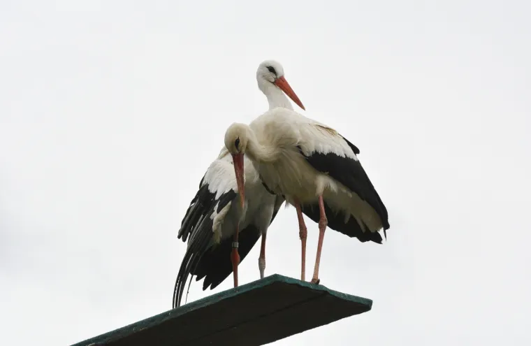 Fotografije koje će vam popraviti dan: Ovako je izgledalo kad se Klepetan vratio svojoj Malenoj