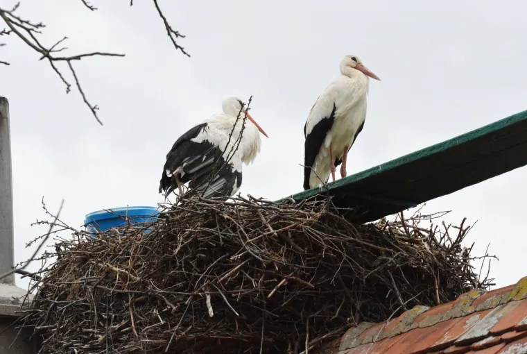 Fotografije koje će vam popraviti dan: Ovako je izgledalo kad se Klepetan vratio svojoj Malenoj