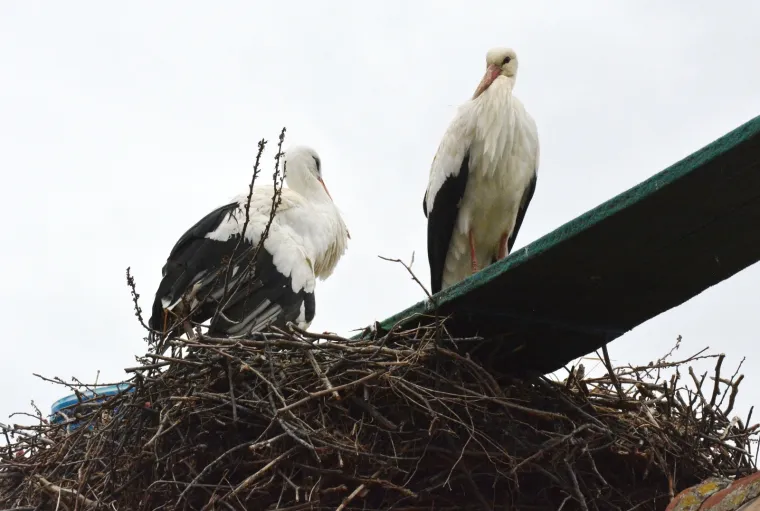 Fotografije koje će vam popraviti dan: Ovako je izgledalo kad se Klepetan vratio svojoj Malenoj