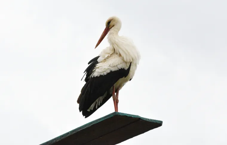 Fotografije koje će vam popraviti dan: Ovako je izgledalo kad se Klepetan vratio svojoj Malenoj