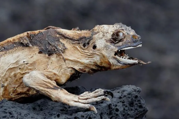 Ekipa na dru&scaron;tvenim mrežama dijeli najjezive stvari na koje su naletjeli u prirodi. Recimo, uginuli kameleon u poodmakloj fazi raspadanja