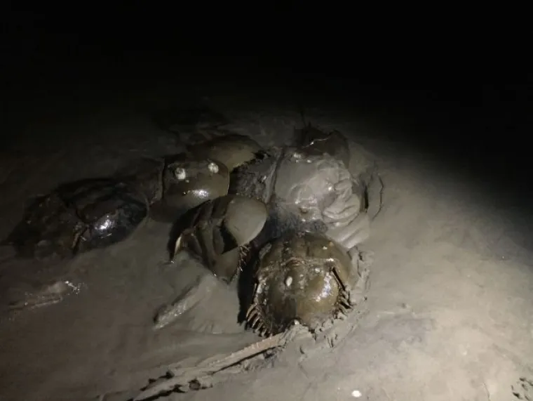 Bodlja&scaron;i, koje nazivaju i rakovima iako su ovi živi fosili evolucijski bliži stonogama, i ostalim čudovi&scaron;tima, uhvaćeni u masovnoj orgiji