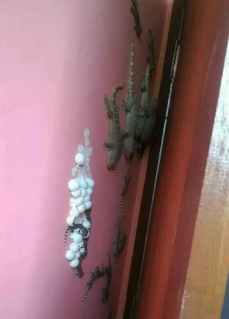 Dugo nisam čistio iza ormara