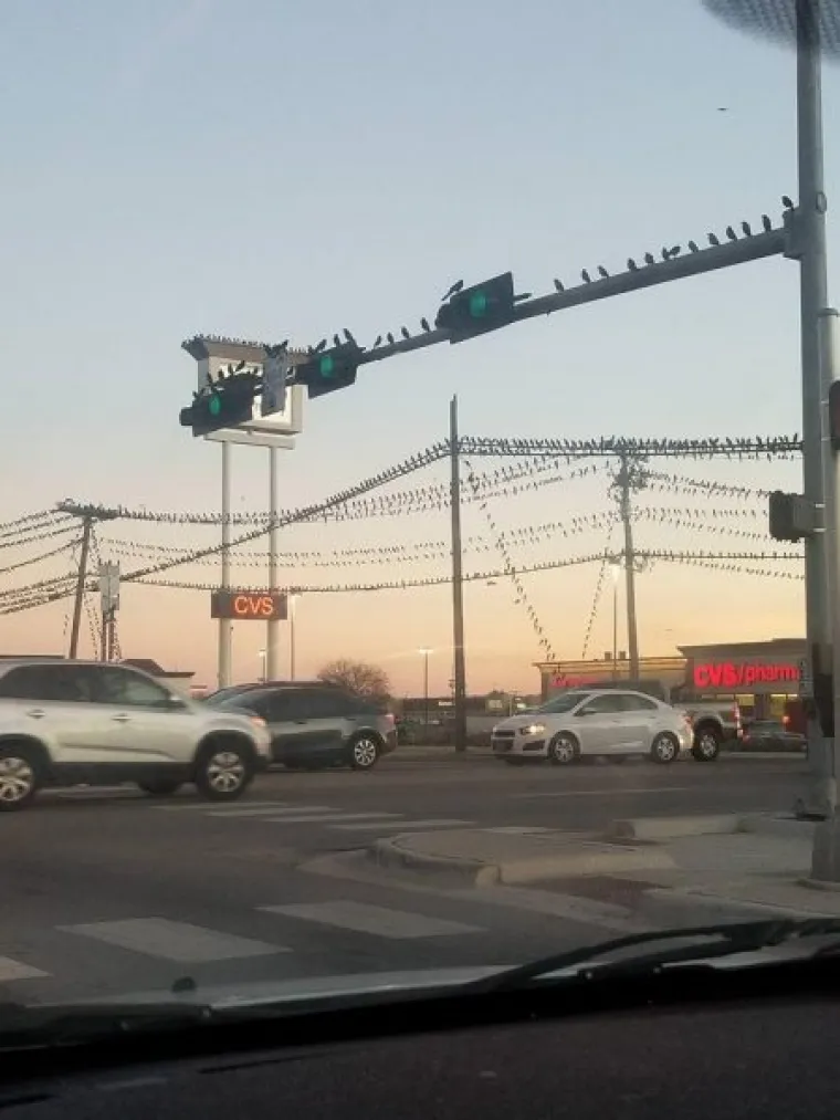 "Na&scaron; grad u jugozapadu Teksasa ima mali problem s pticama"