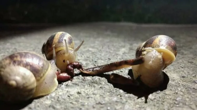 Tri puža masakriraju ki&scaron;nu klistu