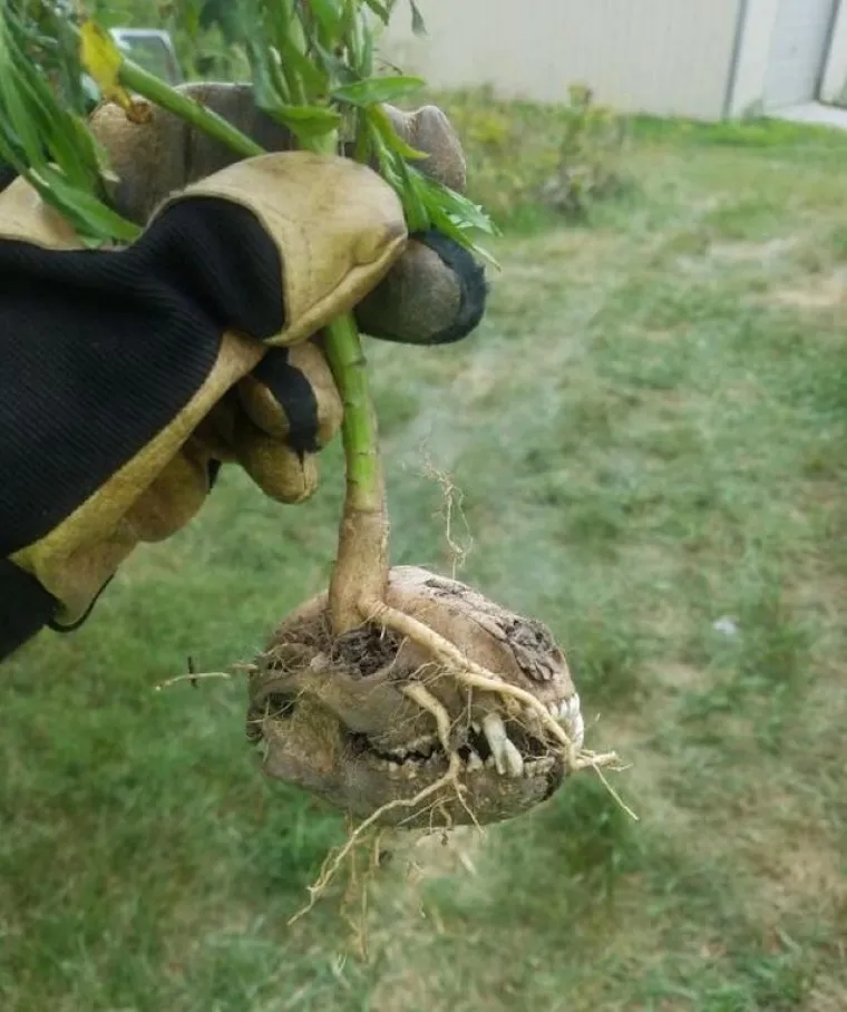 Biljka izrasla iz lubanje jazavca