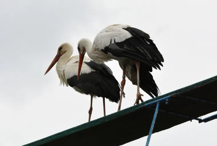 PREDIVNE FOTOGRAFIJE SUSRETA KLEPETANA I MALENE: Do&scaron;ao je ranije kako bi bio sa svojom voljenom