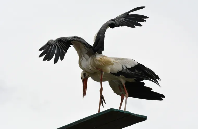 PREDIVNE FOTOGRAFIJE SUSRETA KLEPETANA I MALENE: Do&scaron;ao je ranije kako bi bio sa svojom voljenom