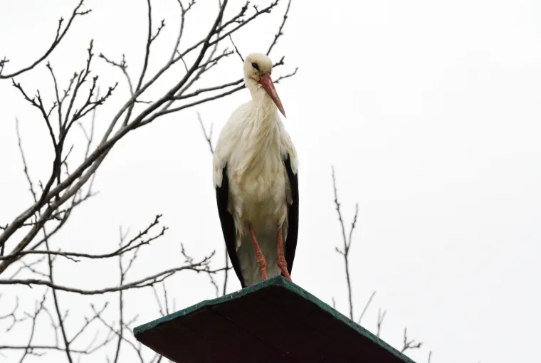PREDIVNE FOTOGRAFIJE SUSRETA KLEPETANA I MALENE: Do&scaron;ao je ranije kako bi bio sa svojom voljenom