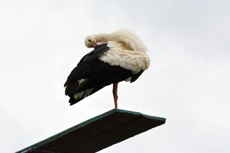 PREDIVNE FOTOGRAFIJE SUSRETA KLEPETANA I MALENE: Do&scaron;ao je ranije kako bi bio sa svojom voljenom