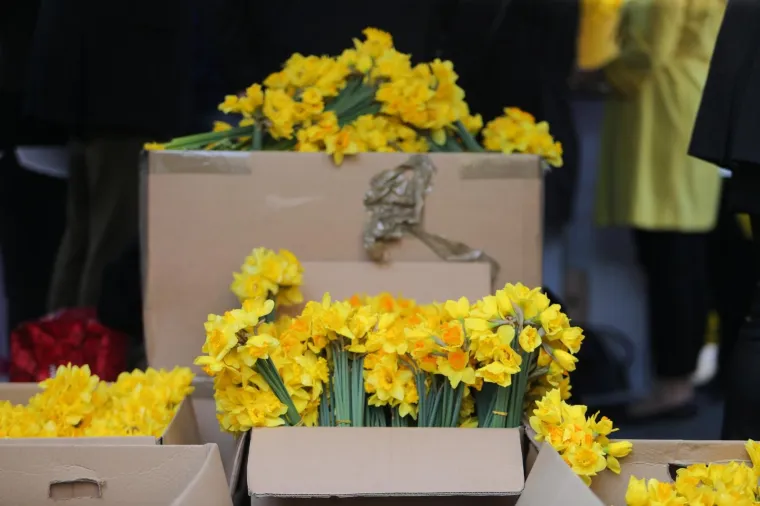 Žutili su se gradovi: obilježen je Međunarodni Dan narcisa kao simbol borbe protiv raka dojke