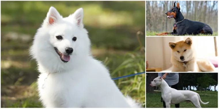 Ovo su psi koji bi trebali nositi brnjicu!