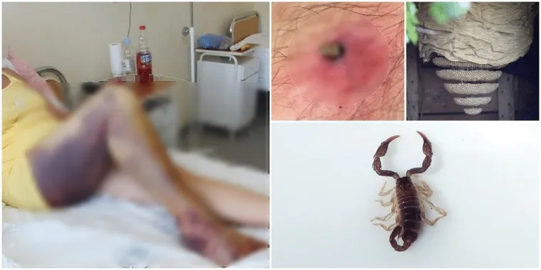 Donosimo pregled opasnih i potencijalno opasnih životinja na području Hrvatske koje se polako počinju buditi iz zimskog sna