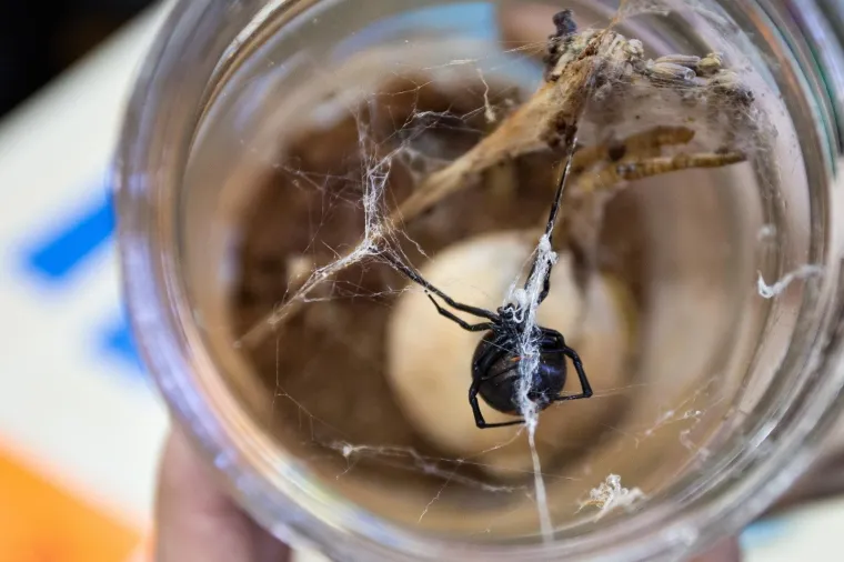 Inače znana kao naotrovniji europski pauk, prepoznatljiva je po tijelu crne boje, a nerijetko se na njihovim leđima nalaze crvene točkice. Nisu agresivne, no budući da mreže grade blizu tla, najče&scaron;će žrtve su ljudi koji slučajno na njih stanu bosom nogom.