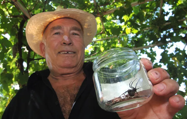 U Hrvatskoj crna udovica živi na području Istre, Primorja i Dalmacije. Može ih se sresti u vrtovima i na zidovima okućnica ili kraj i ispod velikog kamenja, pri dnu panjeva, u &scaron;ikarama, podrumima...