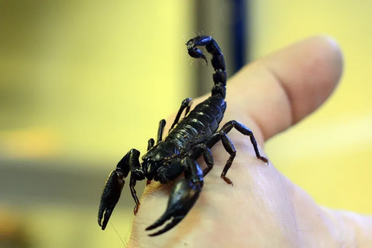 Zasad je poznato oko 1.500 vrsta &scaron;korpiona, a rasprostranjeni su po cijelom svijetu. Uglavnom se kreće i hrani noću, a tijekom dana zakopaju se pod zemlju, ispod kamenja ili vise sa stijena i grana. Kod otrovnih &scaron;korpiona klije&scaron;ta su uža, a rep deblji, dok je kod neotrovnih rep uži.