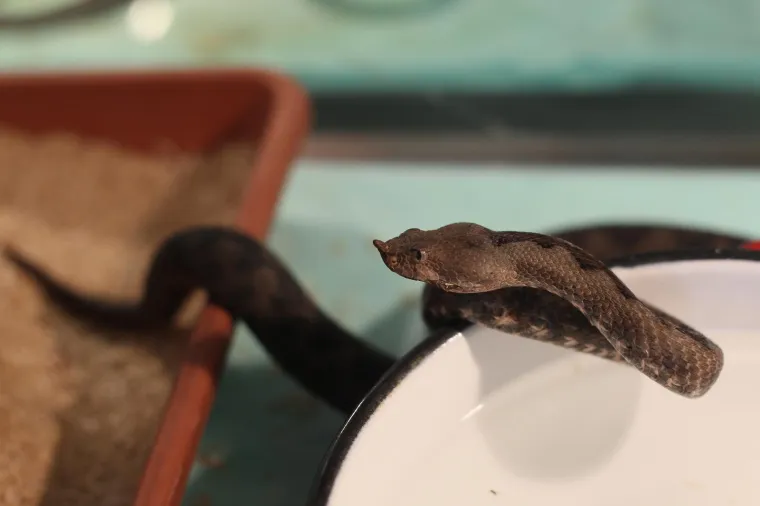 Poskok je najotrovnija zmija u Europi, a u potrazi za hranom zna se popeti na drveće ili grmlje. Voli suha i stjenovita stani&scaron;ta te obitava i na kopnu i uz more. Posebno oprezni budite u otvorenim &scaron;umama, u vibogradu, poljoprivrednim povr&scaron;inama ili blizu suhozida. Zmije otrovnice najlak&scaron;e je prepoznati po obliku glave i tijela: tijelo je kratko i zdepasto, a glava &scaron;iroka i trokutasta, zjenica je vertikalna.