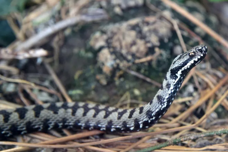 Ova zmija uglavnom živi u kontinentalnom dijelu zemlje i često se nađu u blizini močvarnih područja. Boravi ispod kamenja ili korijenja.