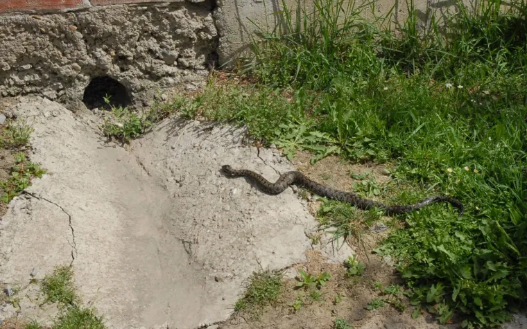 Može narasti do 80 centimetara, ima deblje tijelo,spljo&scaron;tenu nju&scaron;ku i cik-cak linije na leđima. Njen otrov nije smrtonosan, ali je bol iznimno jaka. Možete osjetiti mučninu, a stručnjaci ističu važnost odlaska liječniku u svakom slučaju.