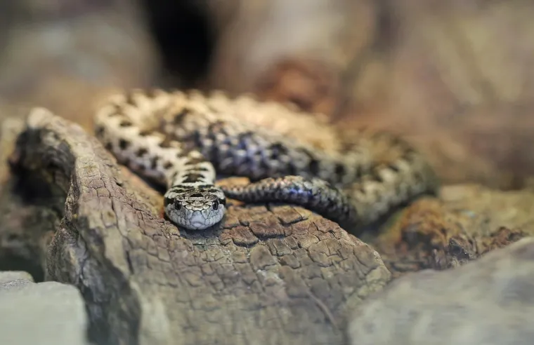 U Hrvatskoj naseljava visokoplaninske travnjake Velebita, Dinare, Troglava i Kame&scaron;nice te pojedinih ličkih planina. Prilagođen je životu u planinama i nalazimo ga samo iznad 900 metara nadmorske visine.