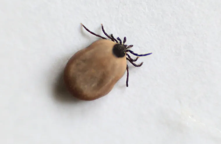 Po&scaron;to je ovo krpelj koji živi u grmlju, sa zarastanjem na&scaron;ih poljoprivrednih povr&scaron;ina postaje sve če&scaron;ći. Na udaru su rizične kategorije: lovci, izletnici koji kampiraju, &scaron;umski čuvari, ali i svi koji &scaron;etaju kroz prirodu, sami ili sa svojim psom.