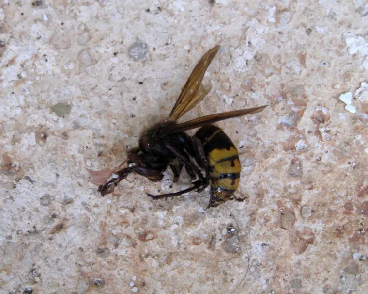 Str&scaron;ljen je žuto-crni kukac vizualni i građom vrlo sličan osi, ali dakako mnogo veći. Gnjezda gradi u &scaron;upljem drveću, vrbicima, drvarnicama ili sličnim zapu&scaron;tenim stani&scaron;tima. Vrlo je opasan, ali rijetko napada bez razloga.