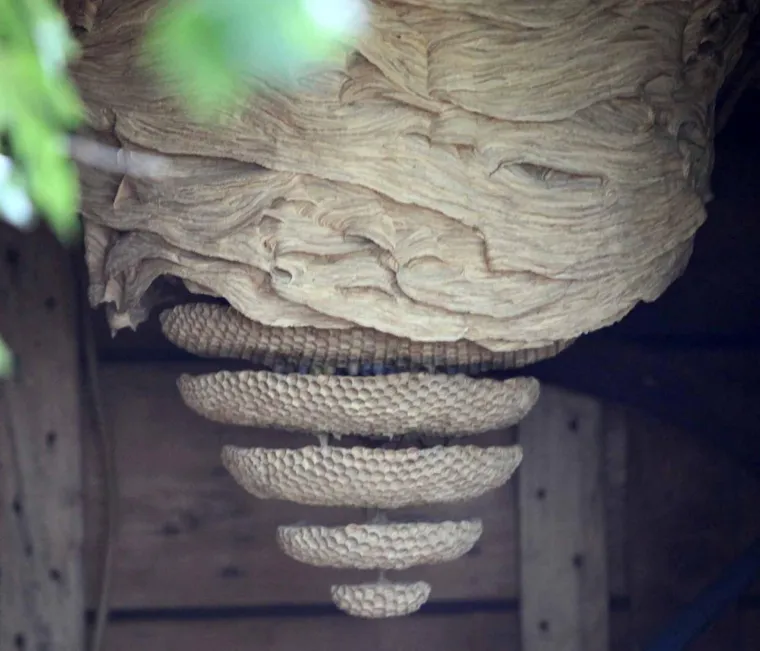 Otrov str&scaron;ljena može se usporediti s onim drugih osa, ali sastavom nije jednak osinjem, čak je i ne&scaron;to malo manje toksičan. Međutim njegov sam ubod se osjetilno doživljava daleko bolnije nego ubod manje ose jer je u otrovu str&scaron;ljena veći udio neurotransmitera acetilholina, supstance koja izaziva jak osjećaj pečenja. Dodajmo tomu i str&scaron;ljenov žalac koji je ne&scaron;to deblji i duži pa i dublje prodire, &scaron;to jače i boli. Ljetos je najezda dosegnula svoj vrhunac u Slavoniji i Baranji stoga se upozorava da se u uklanjanje gnijezda ne upu&scaron;tate sami.