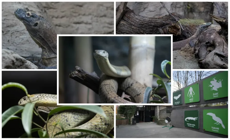 Zagreb dobio nove stanovnike: Opasnu otrovnicu i najvećeg gu&scaron;tera na svijetu!