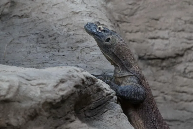 Zagreb dobio nove stanovnike: Opasnu otrovnicu i najvećeg gu&scaron;tera na svijetu!