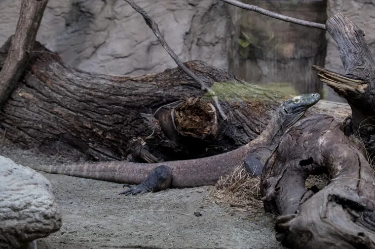 Zagreb dobio nove stanovnike: Opasnu otrovnicu i najvećeg gu&scaron;tera na svijetu!