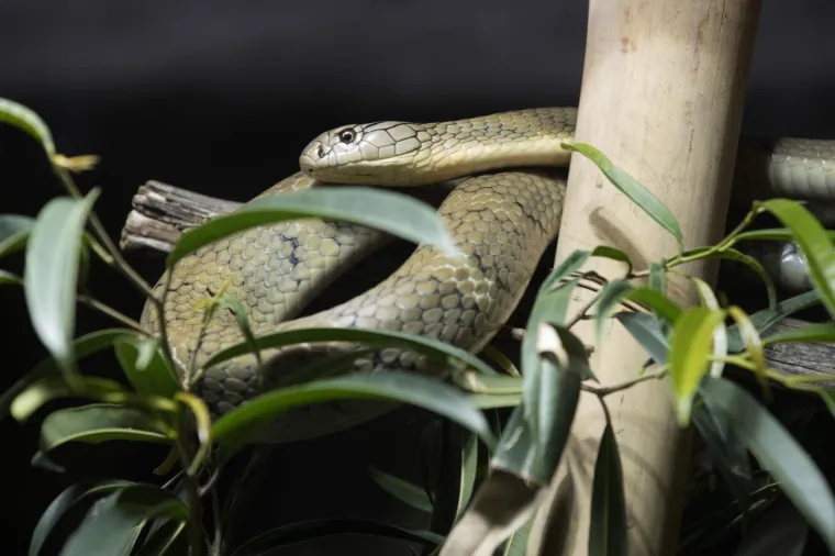 Zagreb dobio nove stanovnike: Opasnu otrovnicu i najvećeg gu&scaron;tera na svijetu!