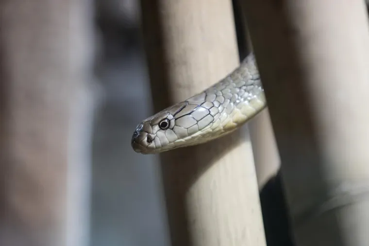 Zagreb dobio nove stanovnike: Opasnu otrovnicu i najvećeg gu&scaron;tera na svijetu!