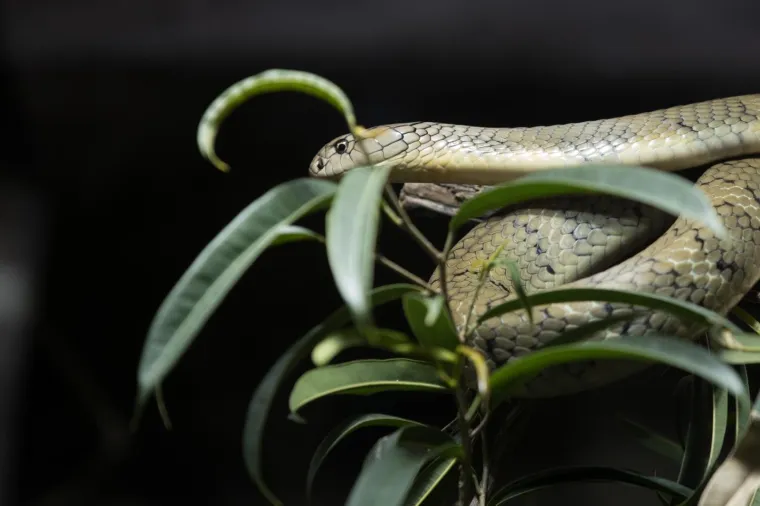 Zagreb dobio nove stanovnike: Opasnu otrovnicu i najvećeg gu&scaron;tera na svijetu!