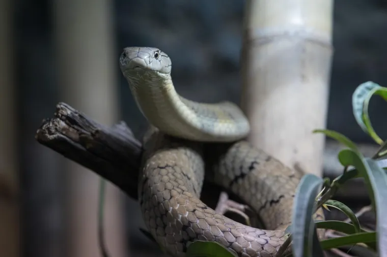 Zagreb dobio nove stanovnike: Opasnu otrovnicu i najvećeg gu&scaron;tera na svijetu!