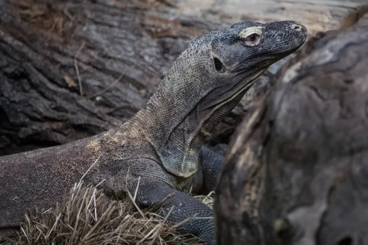 Zagreb dobio nove stanovnike: Opasnu otrovnicu i najvećeg gu&scaron;tera na svijetu!