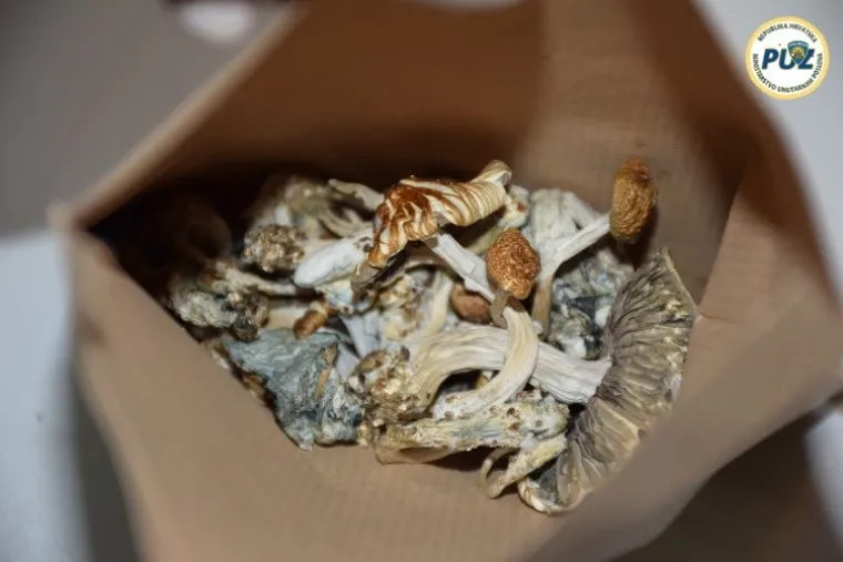 Zmije otrovnice čuvale 'lude' gljive u centru Zagreba