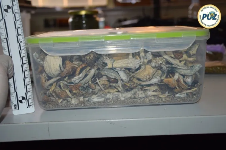 Zmije otrovnice čuvale 'lude' gljive u centru Zagreba