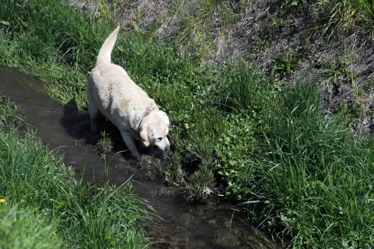 Photo: Sanjin Strukic/PIXSELL