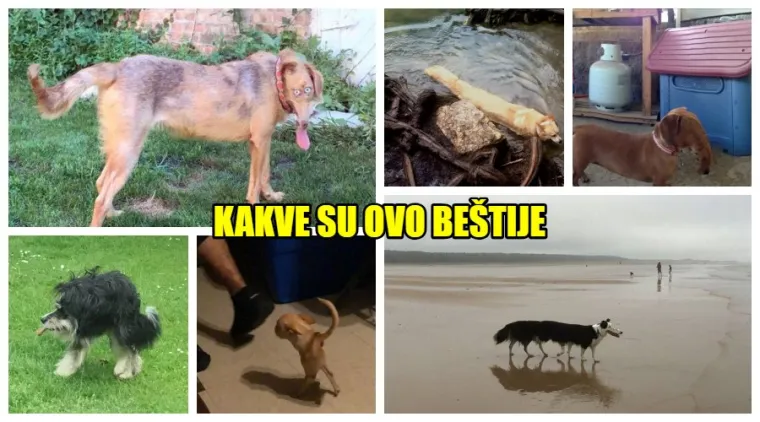 25 primjera kako rutinske operacije nad psima mogu zavr&scaron;iti kobno