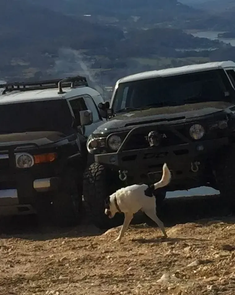 25 primjera kako rutinske operacije nad psima mogu zavr&scaron;iti kobno