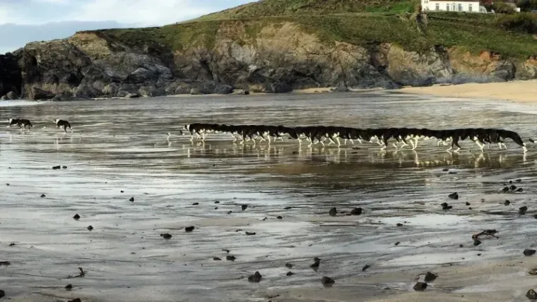 25 primjera kako rutinske operacije nad psima mogu zavr&scaron;iti kobno