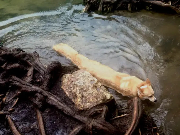 25 primjera kako rutinske operacije nad psima mogu zavr&scaron;iti kobno