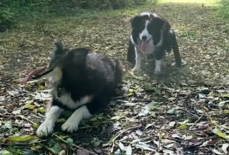 25 primjera kako rutinske operacije nad psima mogu zavr&scaron;iti kobno