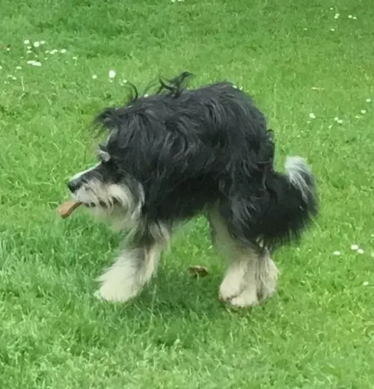 25 primjera kako rutinske operacije nad psima mogu zavr&scaron;iti kobno