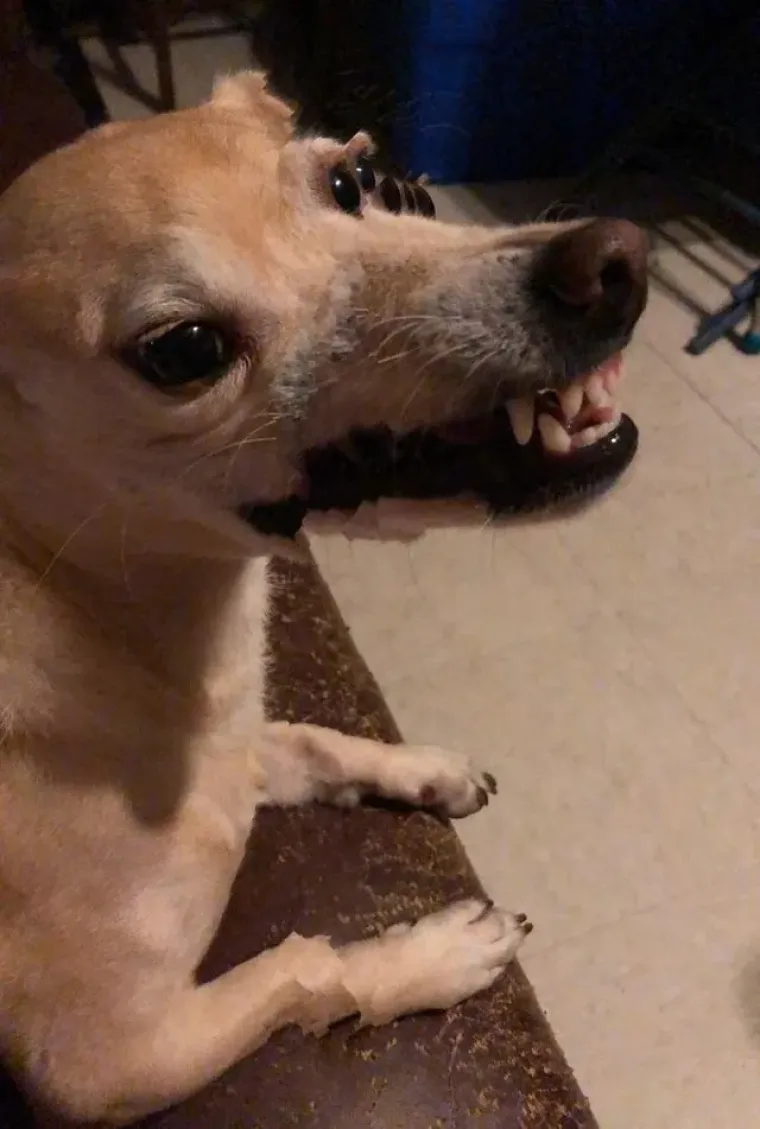 25 primjera kako rutinske operacije nad psima mogu zavr&scaron;iti kobno