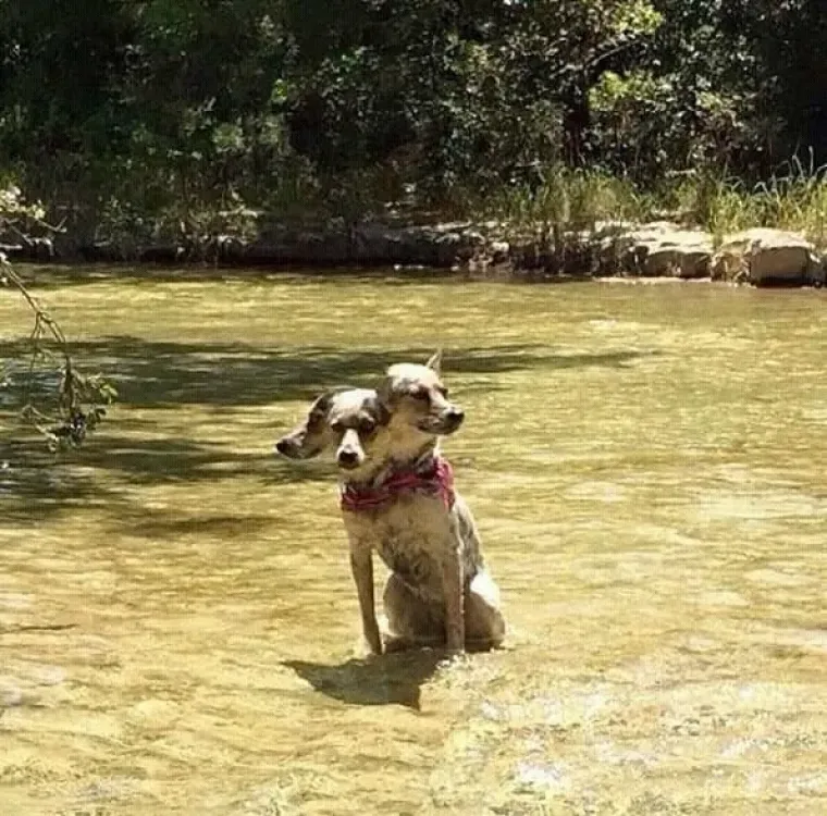 25 primjera kako rutinske operacije nad psima mogu zavr&scaron;iti kobno