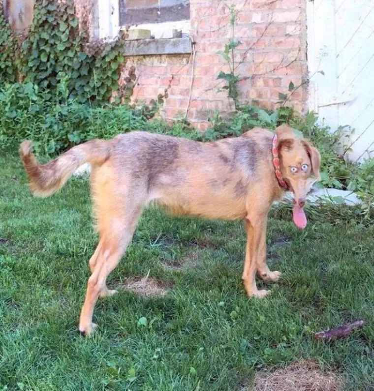 25 primjera kako rutinske operacije nad psima mogu zavr&scaron;iti kobno