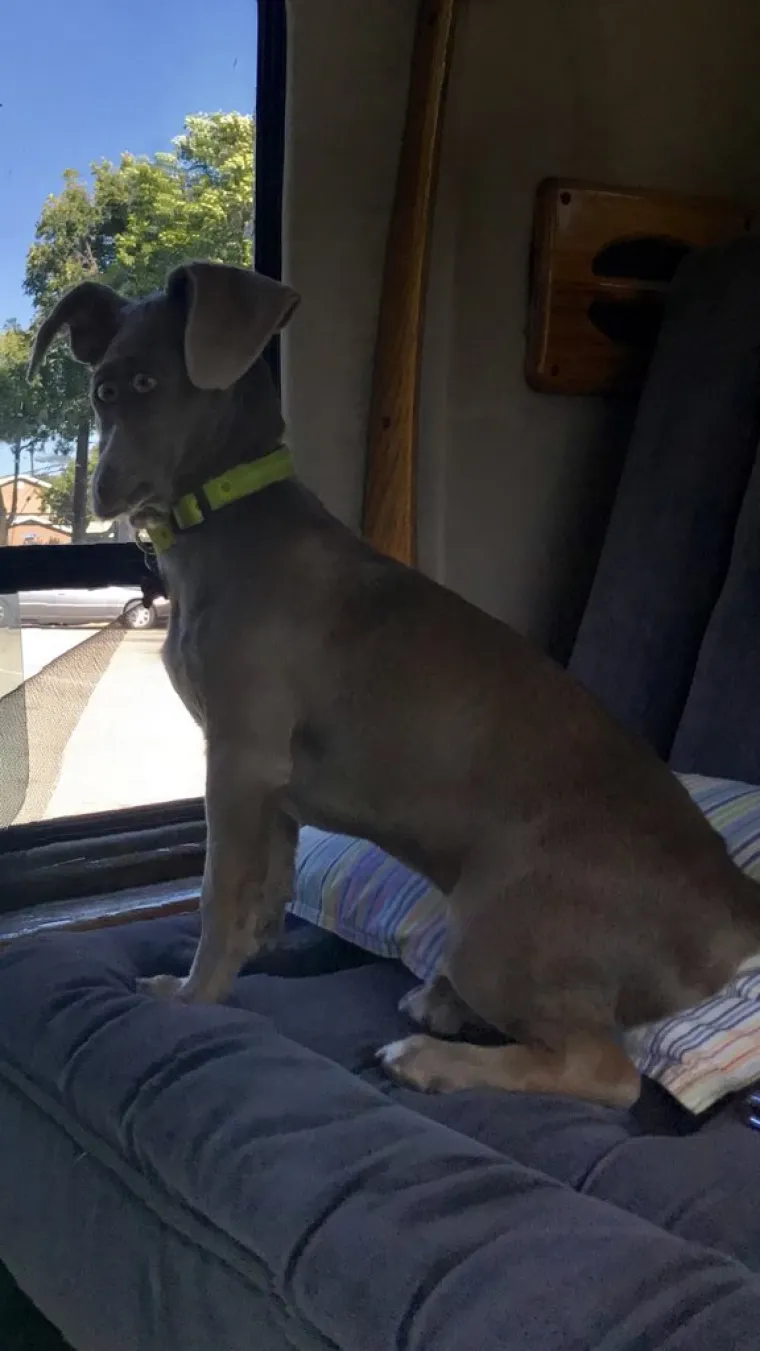 25 primjera kako rutinske operacije nad psima mogu zavr&scaron;iti kobno